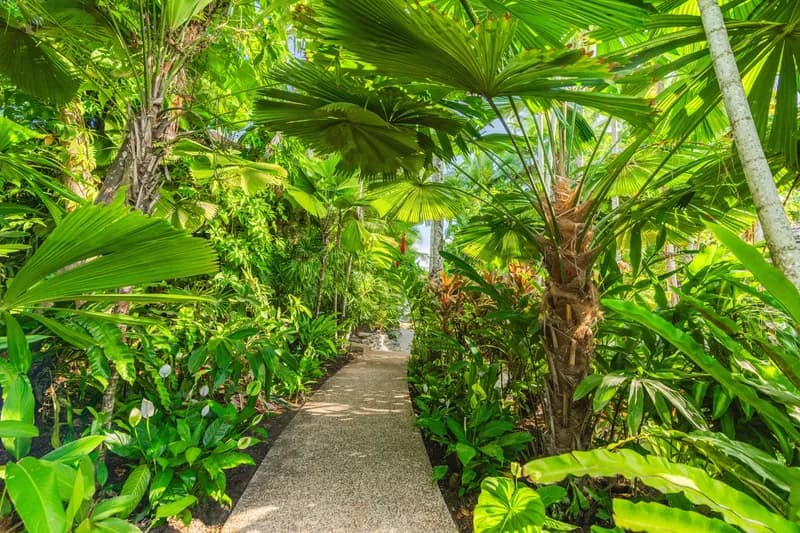Lush tropical garden pathway lined with palms and broad-leaf plants leading to Havana in Port Douglas