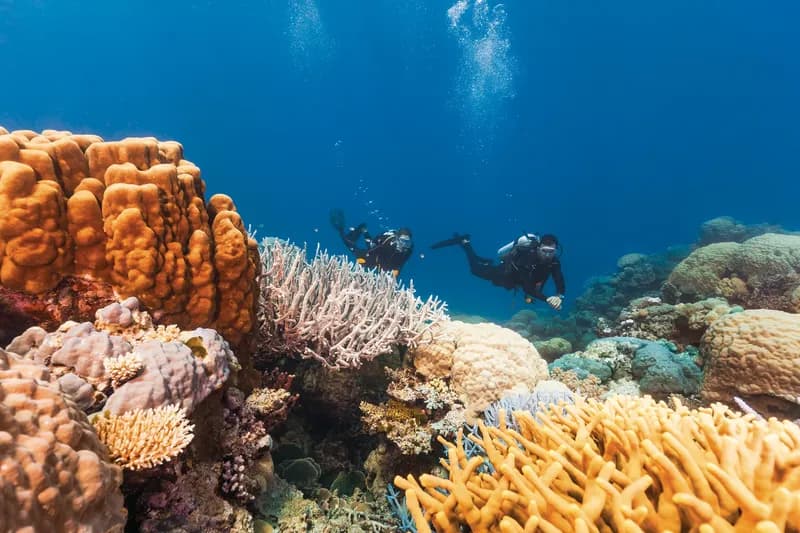 Scuba diving in the Great Barrier Reef